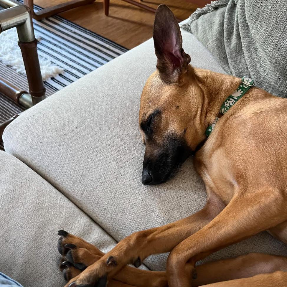 Enlarge Josie (Courtesy Post), a Adoptable mixed breed in Durham, NC image 6/6