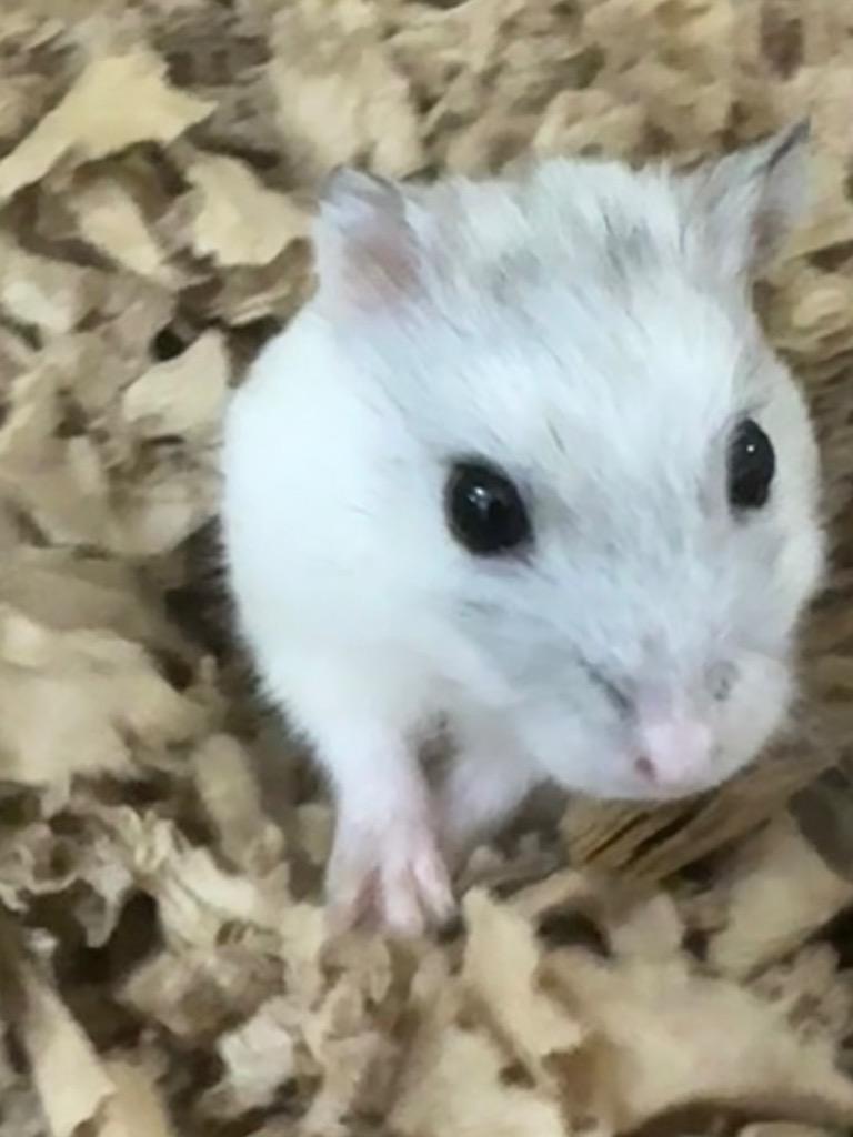 Enlarge Manchego, a Adoptable Hamster in Indianapolis, IN image 1/3