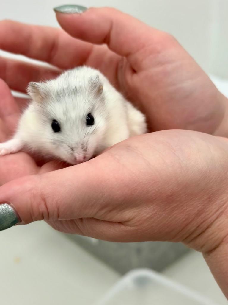 Enlarge Manchego, a Adoptable Hamster in Indianapolis, IN image 2/3