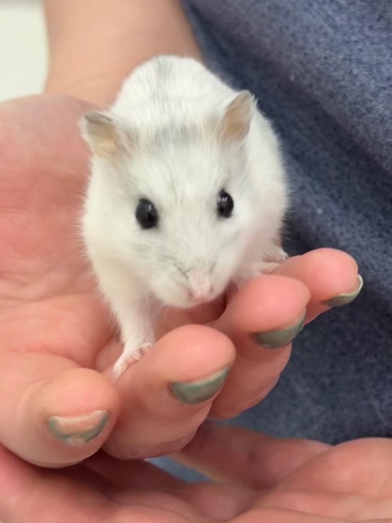Enlarge Manchego, a Adoptable Hamster in Indianapolis, IN image 3/3