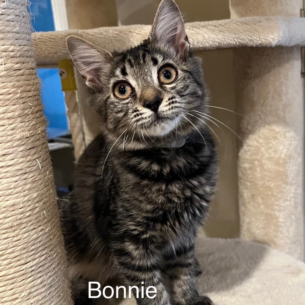 Bonnie