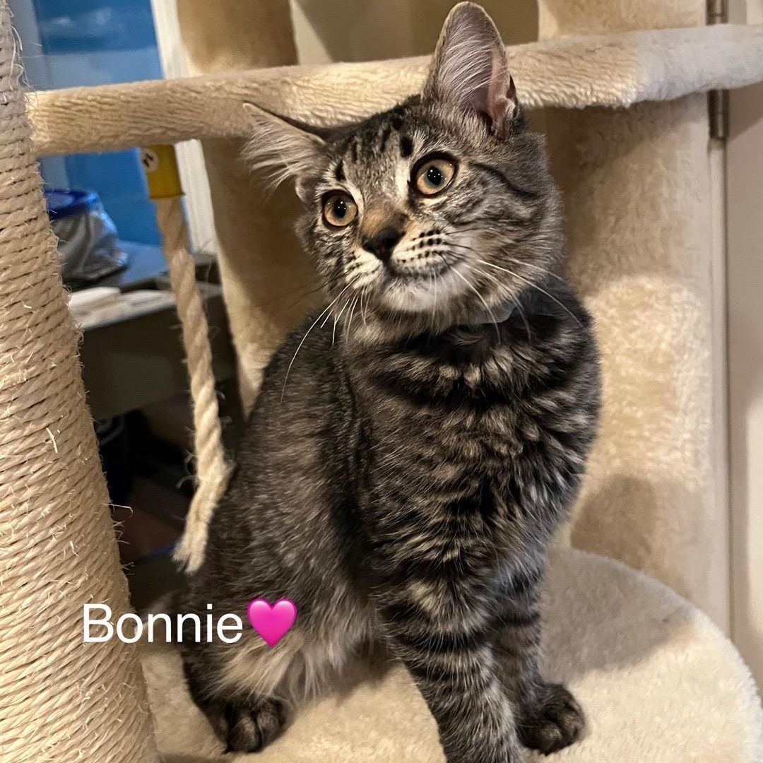 Bonnie