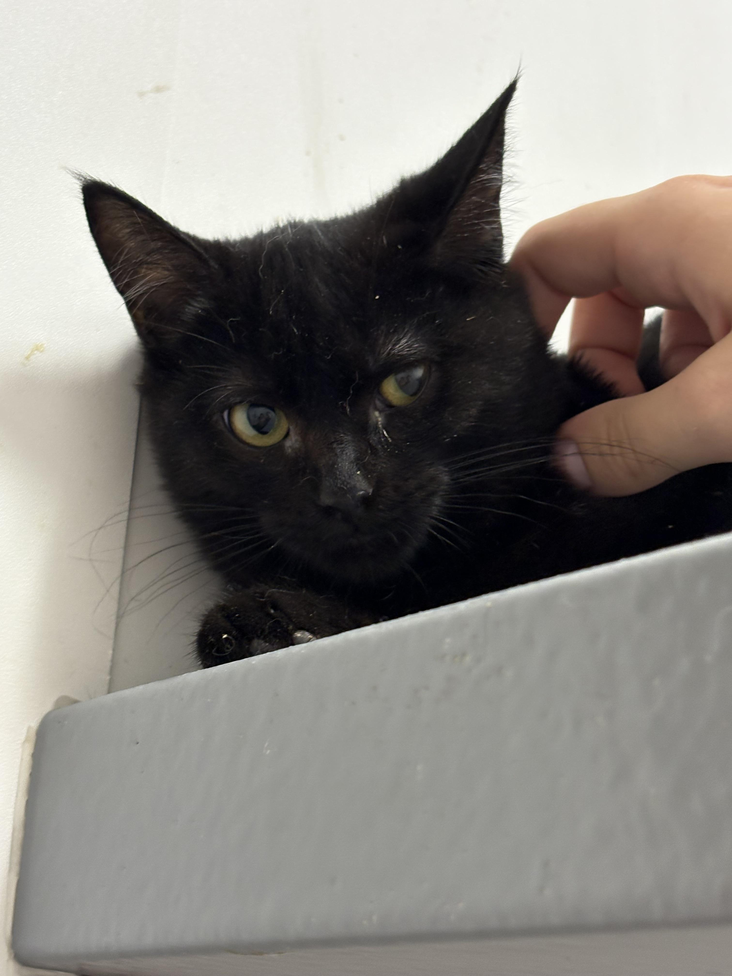 Sweetie, Adoptable, Kitten Female Domestic Short Hair.