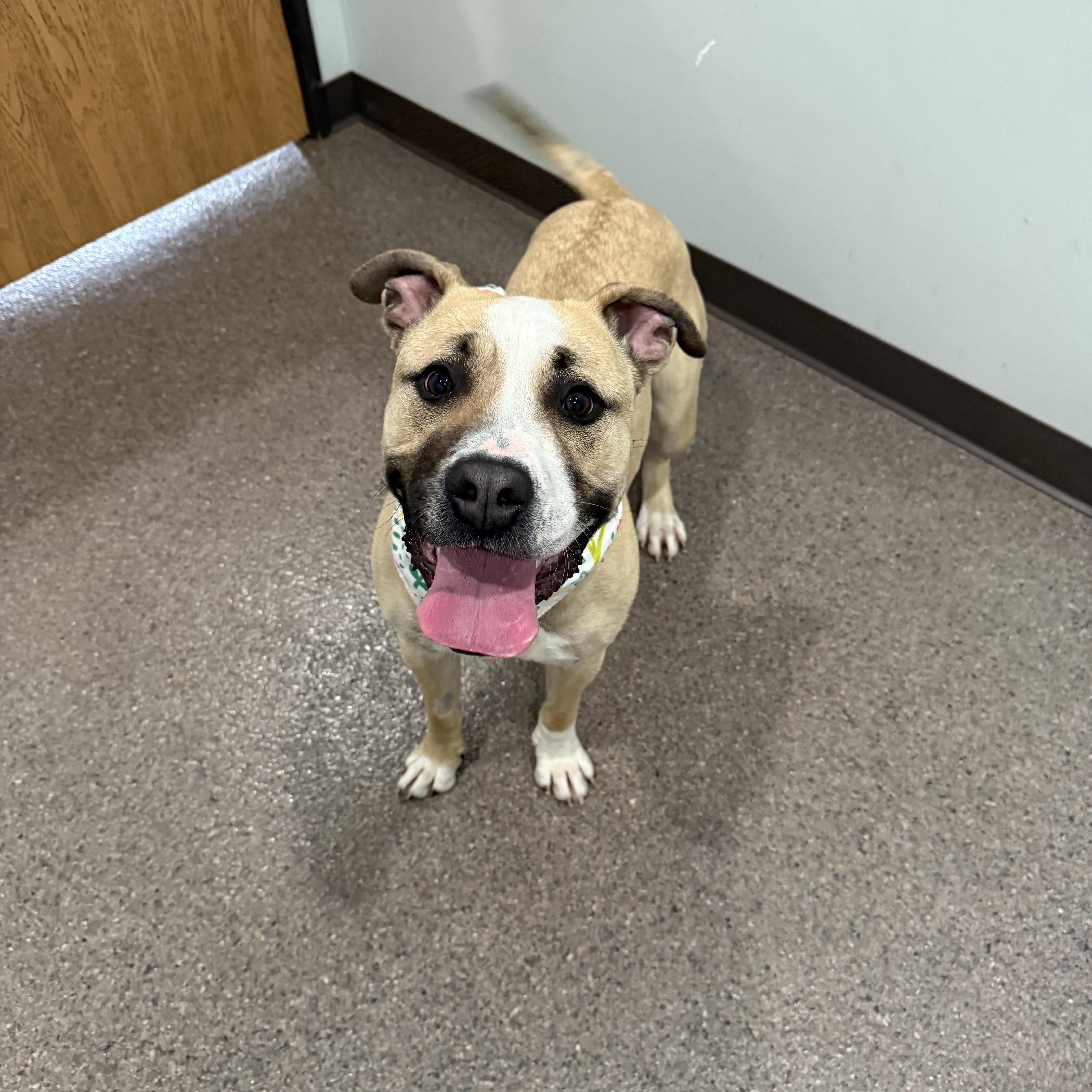 May- Enrolled in Prison Training Program, a ADOPTABLE Mixed Breed in Sault Sainte Marie, MI image 3/3