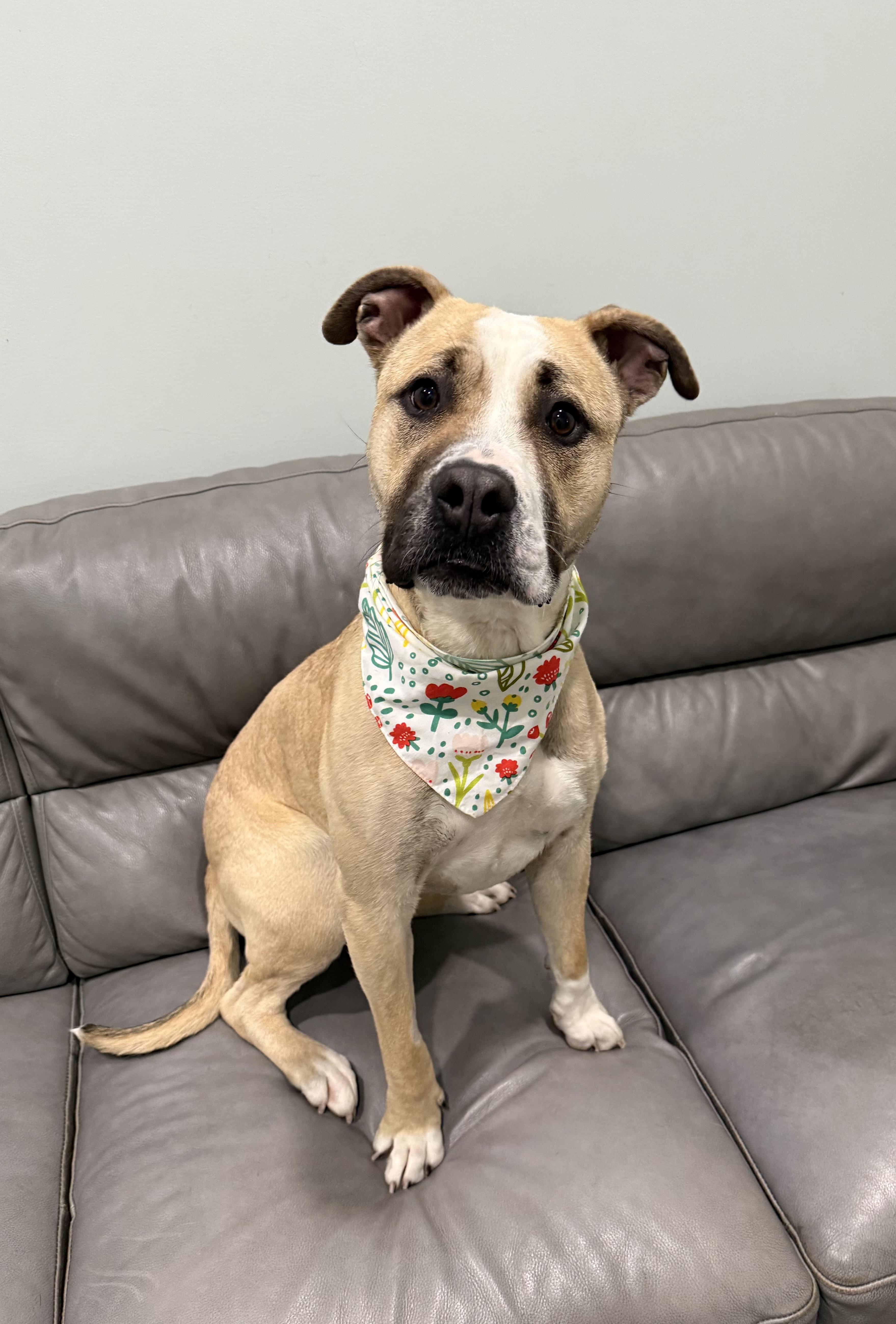 May- Enrolled in Prison Training Program, a ADOPTABLE Mixed Breed in Sault Sainte Marie, MI image 2/3