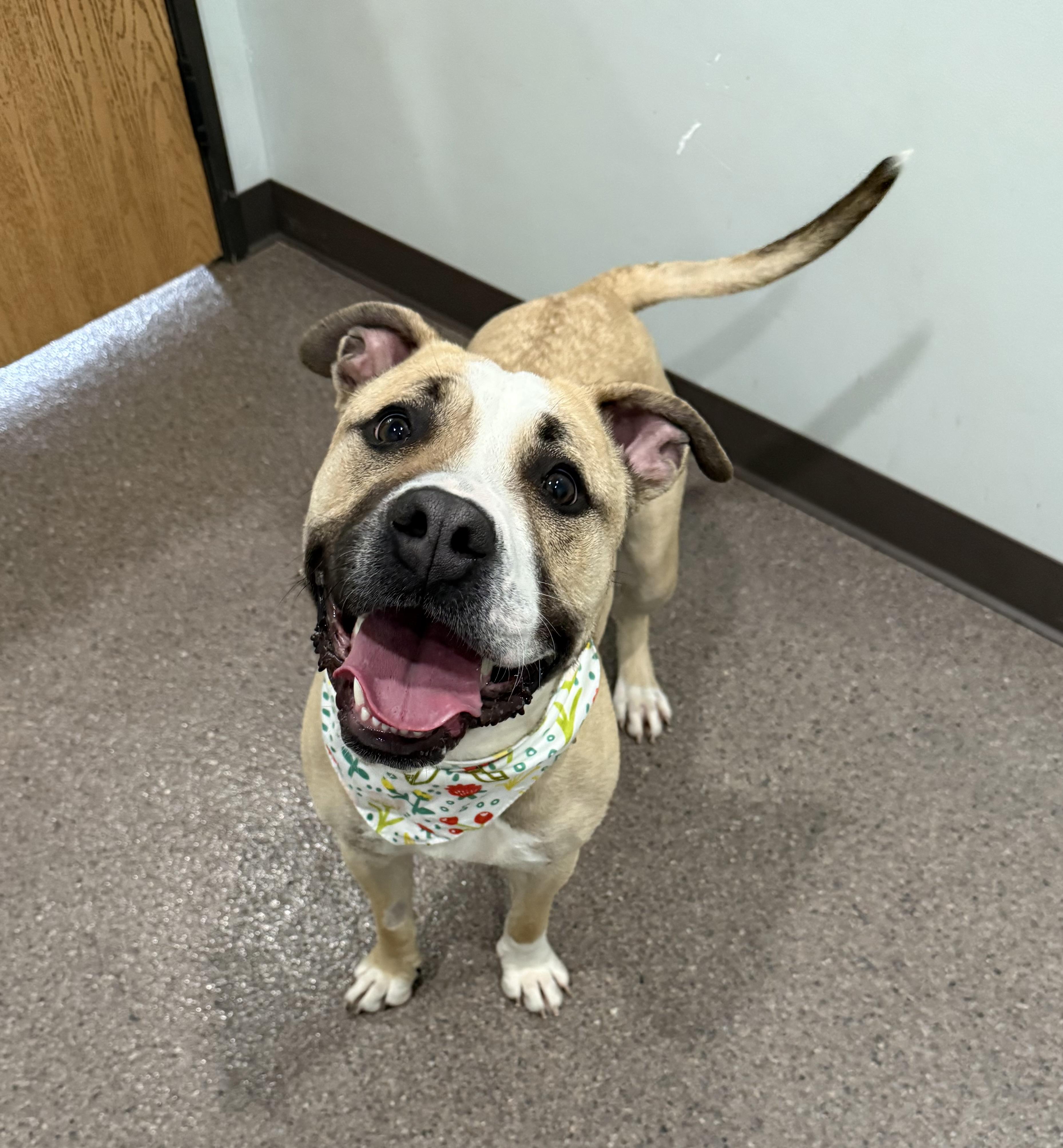 May- Enrolled in Prison Training Program, a ADOPTABLE Mixed Breed in Sault Sainte Marie, MI image 1/3