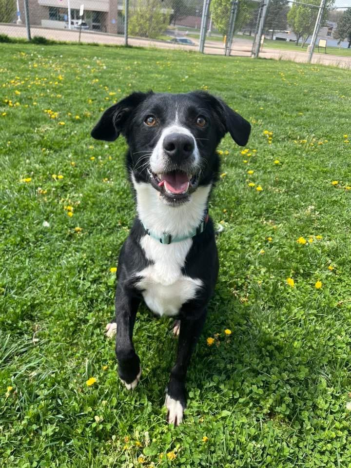 Enlarge Gatlin , a ADOPTABLE mixed breed in Zanesville, OH image 4/4