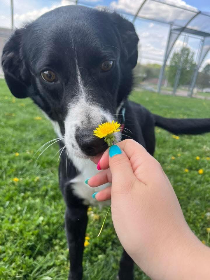 Enlarge Gatlin , a ADOPTABLE mixed breed in Zanesville, OH image 1/4