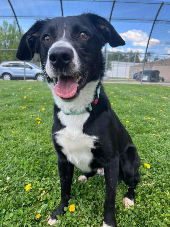 Enlarge Gatlin , a ADOPTABLE mixed breed in Zanesville, OH image 3/4