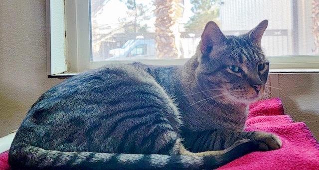 Kent, a Adoptable Domestic Short Hair in El Paso, TX image 2/3