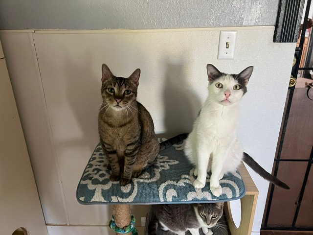 Kent, a Adoptable Domestic Short Hair in El Paso, TX image 3/3