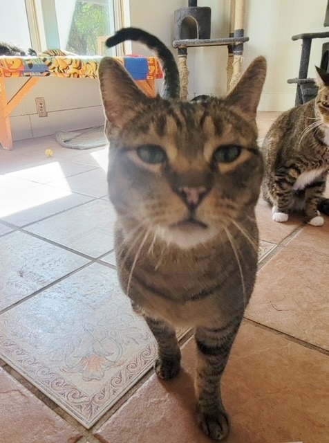 Kent, a Adoptable Domestic Short Hair in El Paso, TX image 1/3