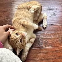 Enlarge Furrnando, an adopted mixed breed in Sacramento, CA image 1/1