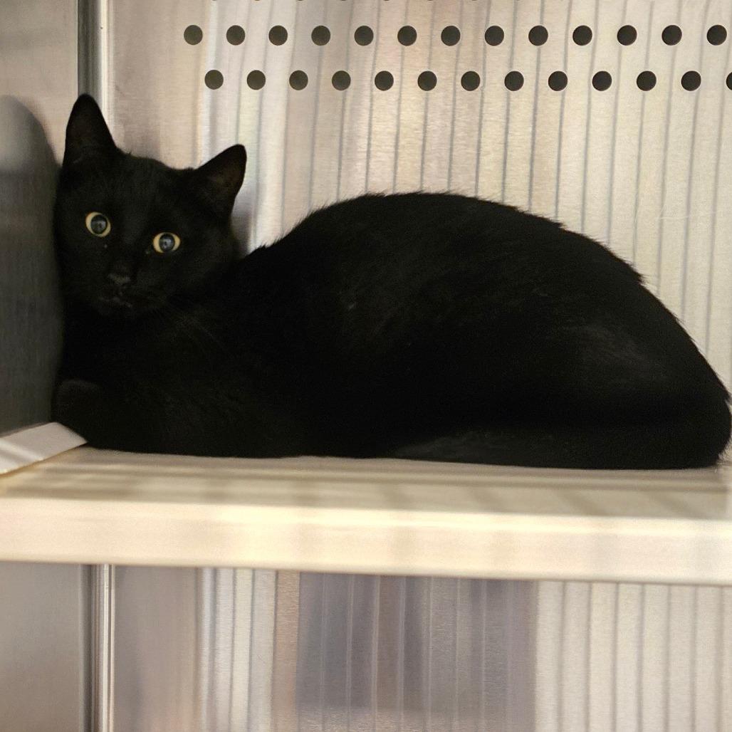 Enlarge Nightstar, a Adoptable Domestic Short Hair in Denver, CO image 1/1