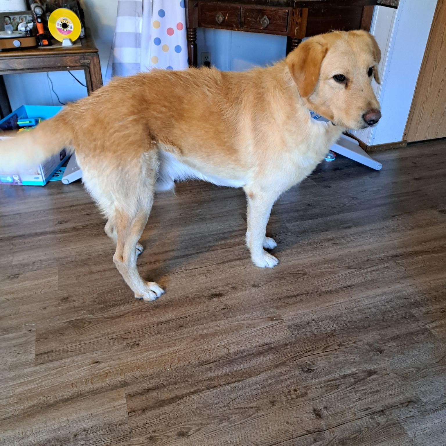 Marshall, ADOPTABLE, Adult Male Yellow Labrador Retriever & German Shepherd Dog.