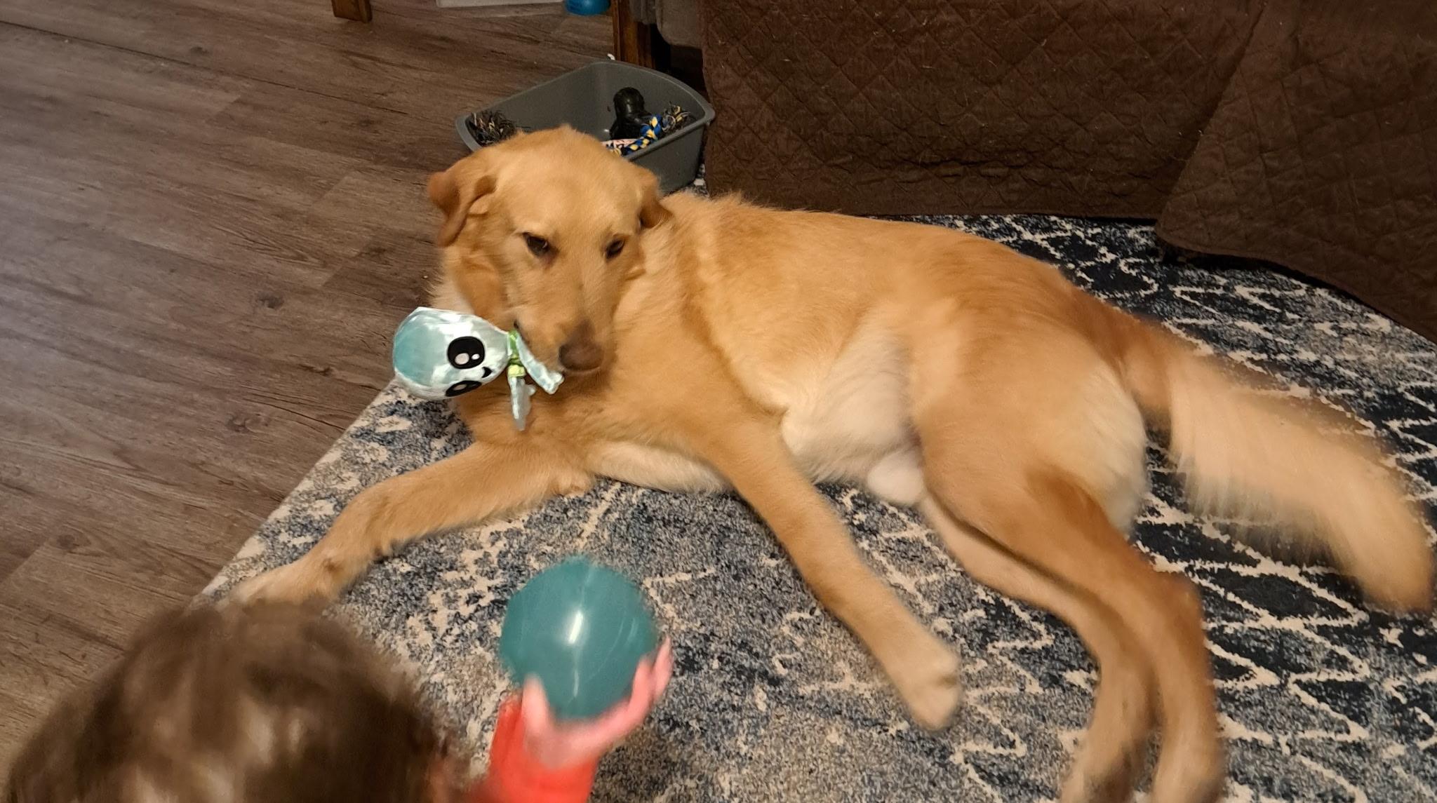Marshall, a ADOPTABLE mixed breed in Metropolis, IL image 2/2