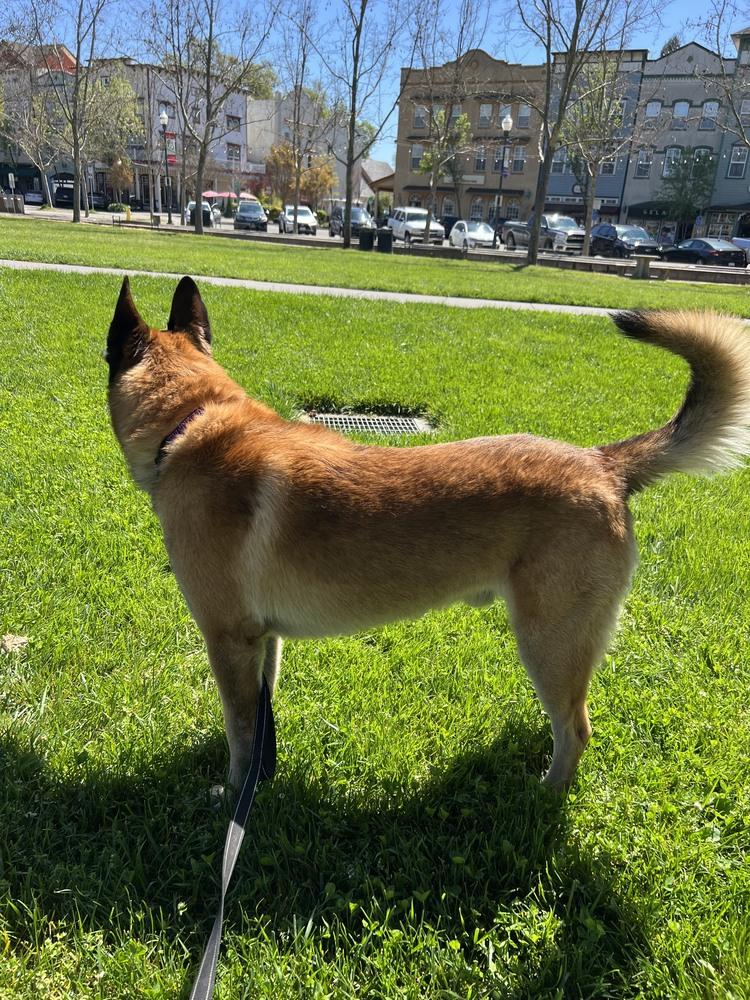 Stan, Adoptable, Adult Male German Shepherd Dog & Belgian Shepherd / Malinois.