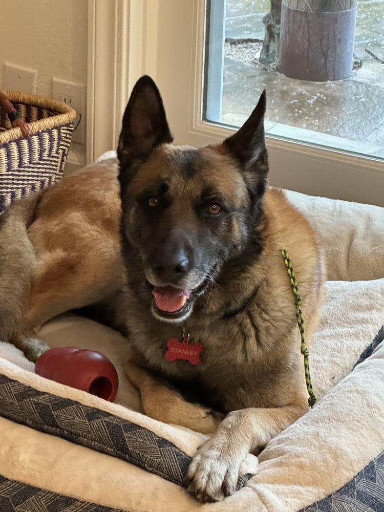 Stan, a Adoptable mixed breed in Fulton, CA image 2/6