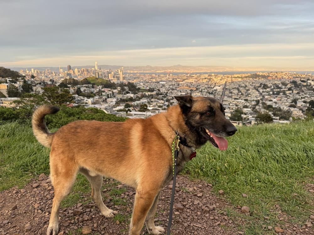Enlarge Stan, a Adoptable mixed breed in Fulton, CA image 2/6