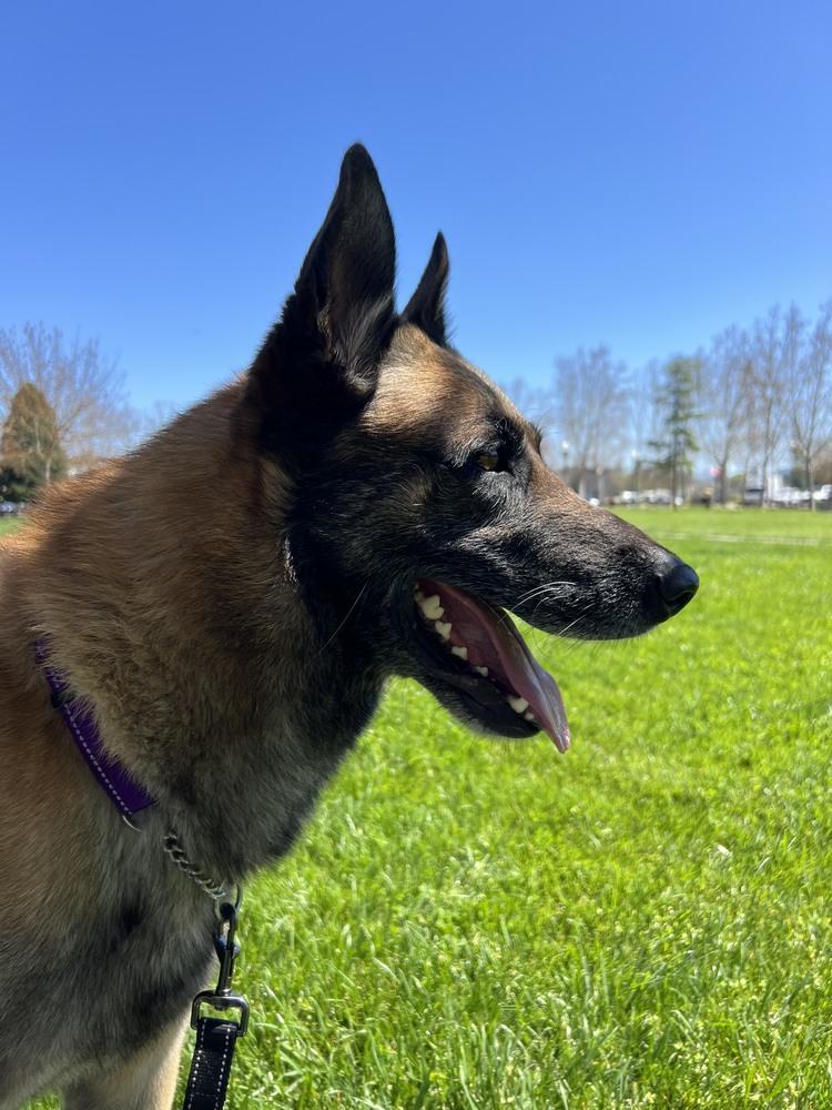 Stan, a Adoptable mixed breed in Fulton, CA image 3/6