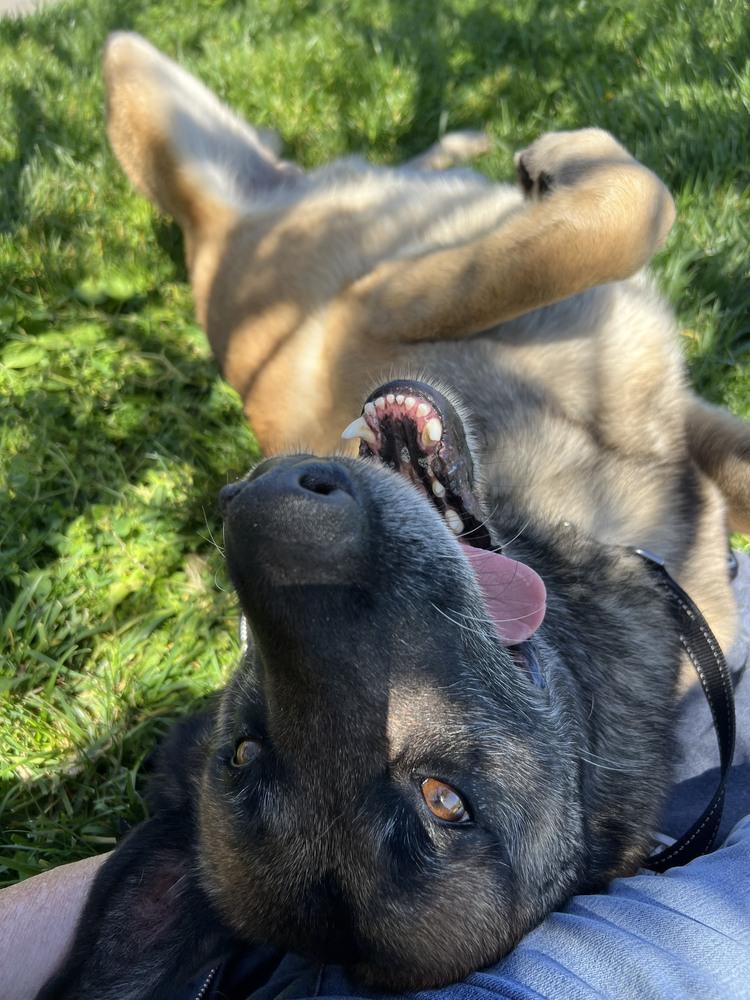 Stan, a Adoptable mixed breed in Fulton, CA image 4/6