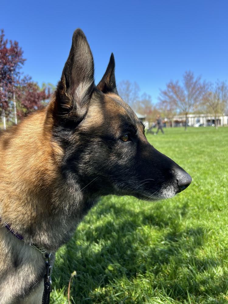 Stan, a Adoptable mixed breed in Fulton, CA image 5/6
