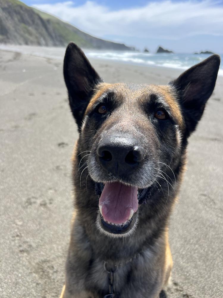Stan, a Adoptable mixed breed in Fulton, CA image 6/6