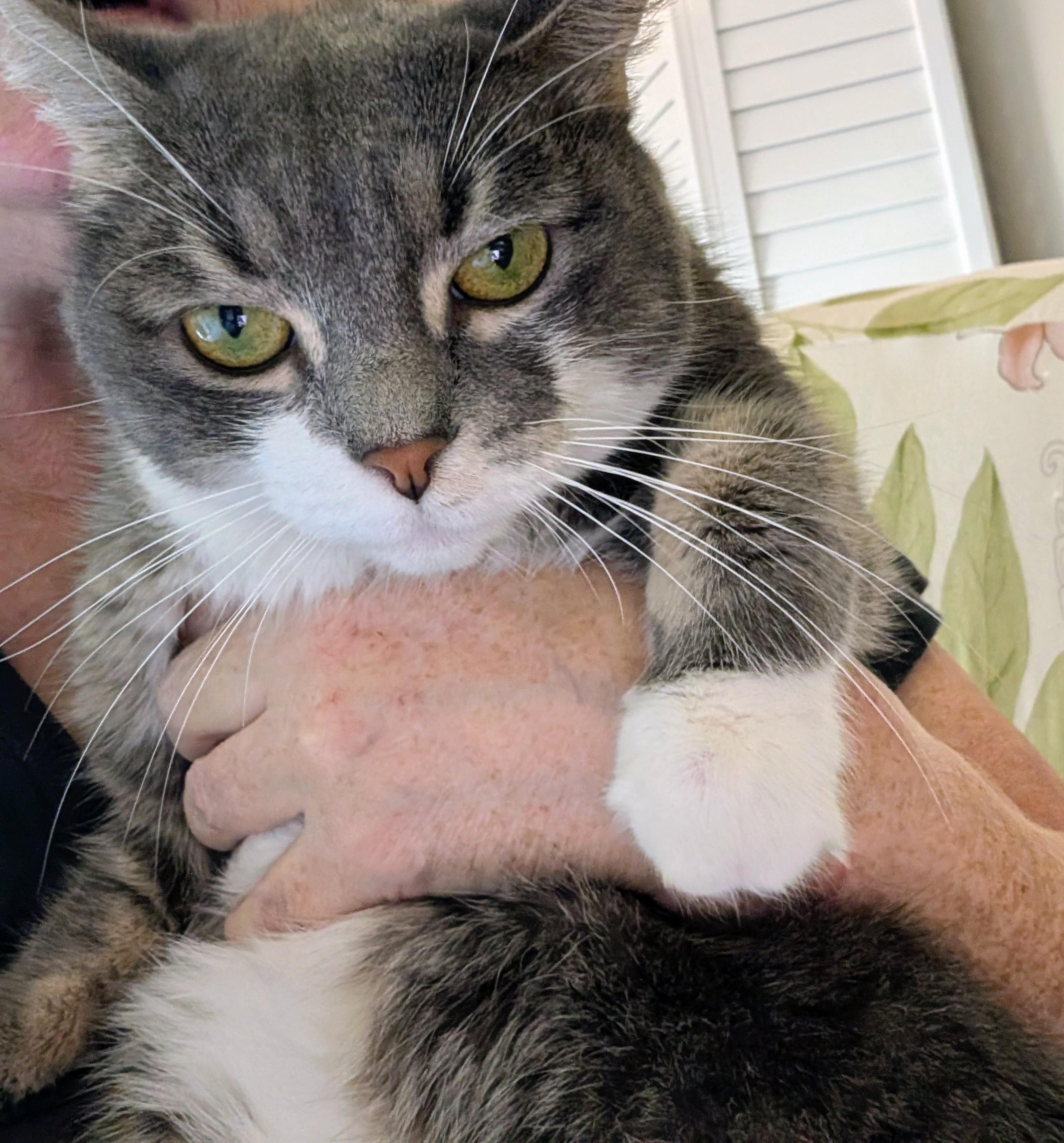 Tigger and Samantha - Bonded Pair