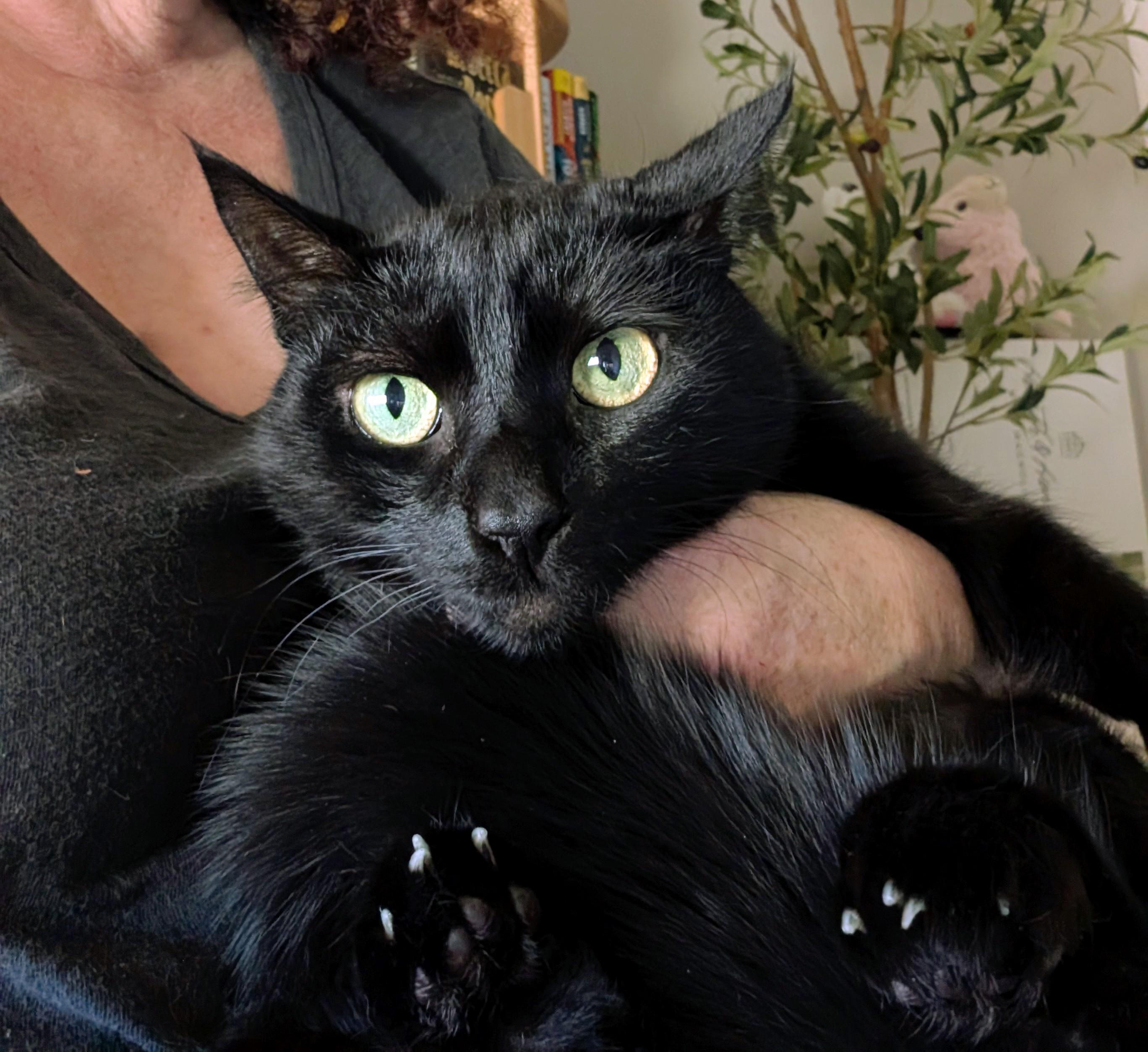 Tigger and Samantha - Bonded Pair