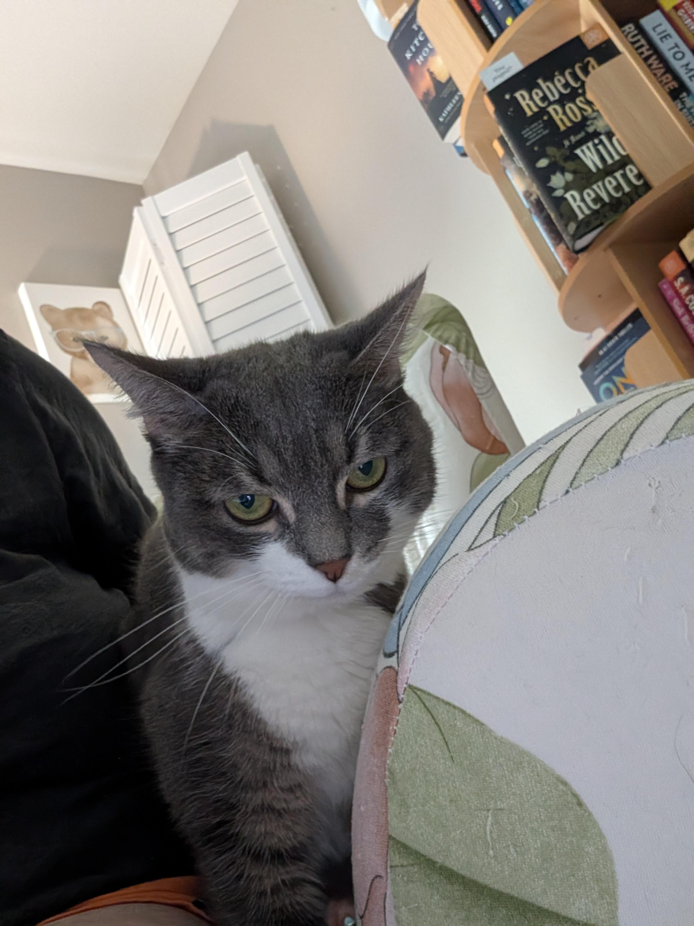 Tigger and Samantha - Bonded Pair