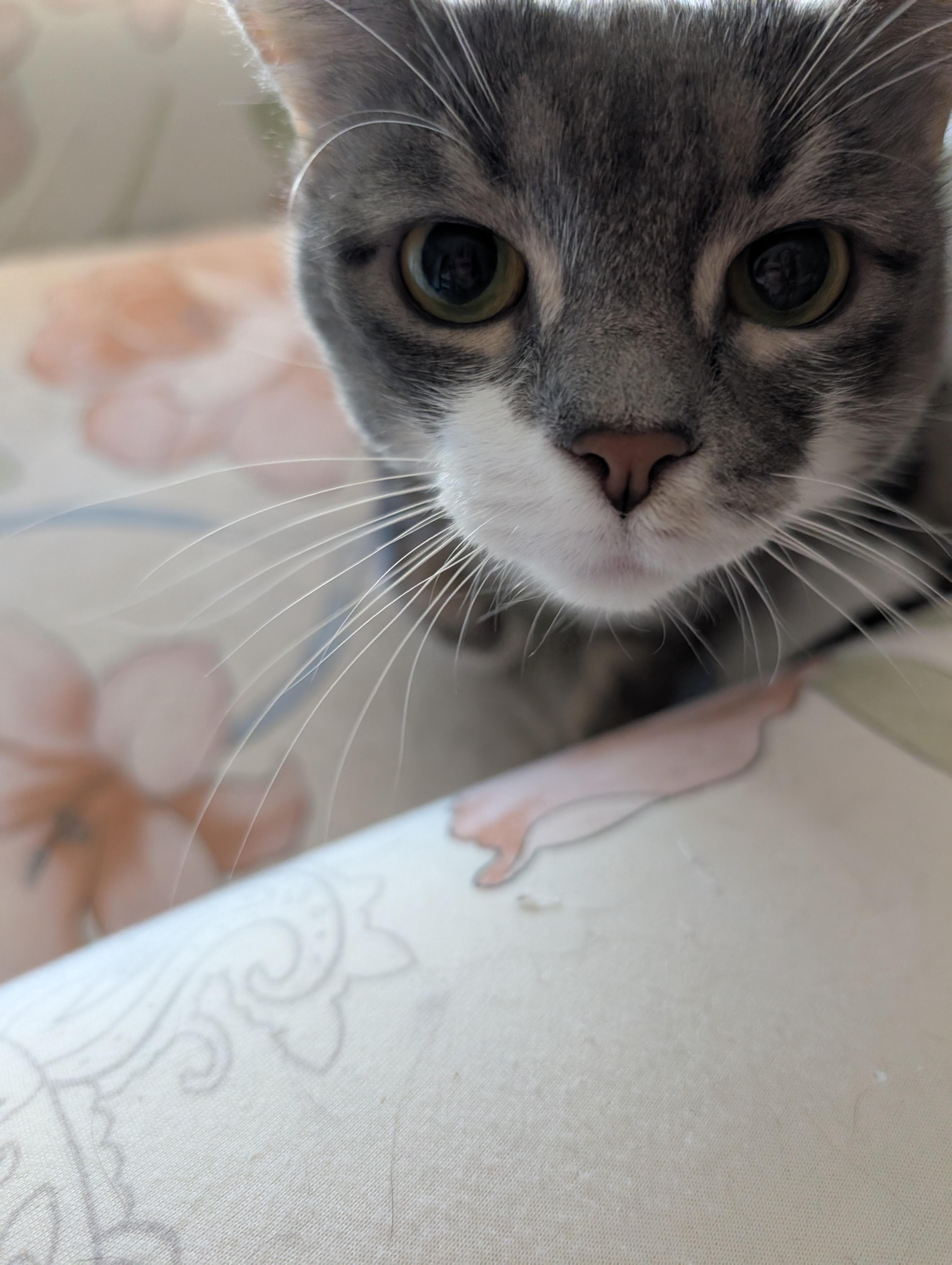 Tigger and Samantha - Bonded Pair