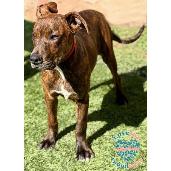 Enlarge 3 Musketeers Litter-Aramis COH, an adopted mixed breed in Inglewood, CA image 2/2