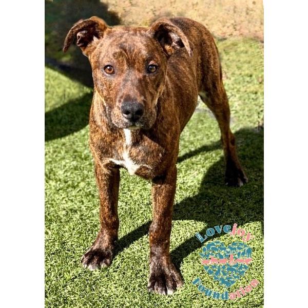 3 Musketeers Litter-Aramis COH, adopted, Puppy Male Pit Bull Terrier.