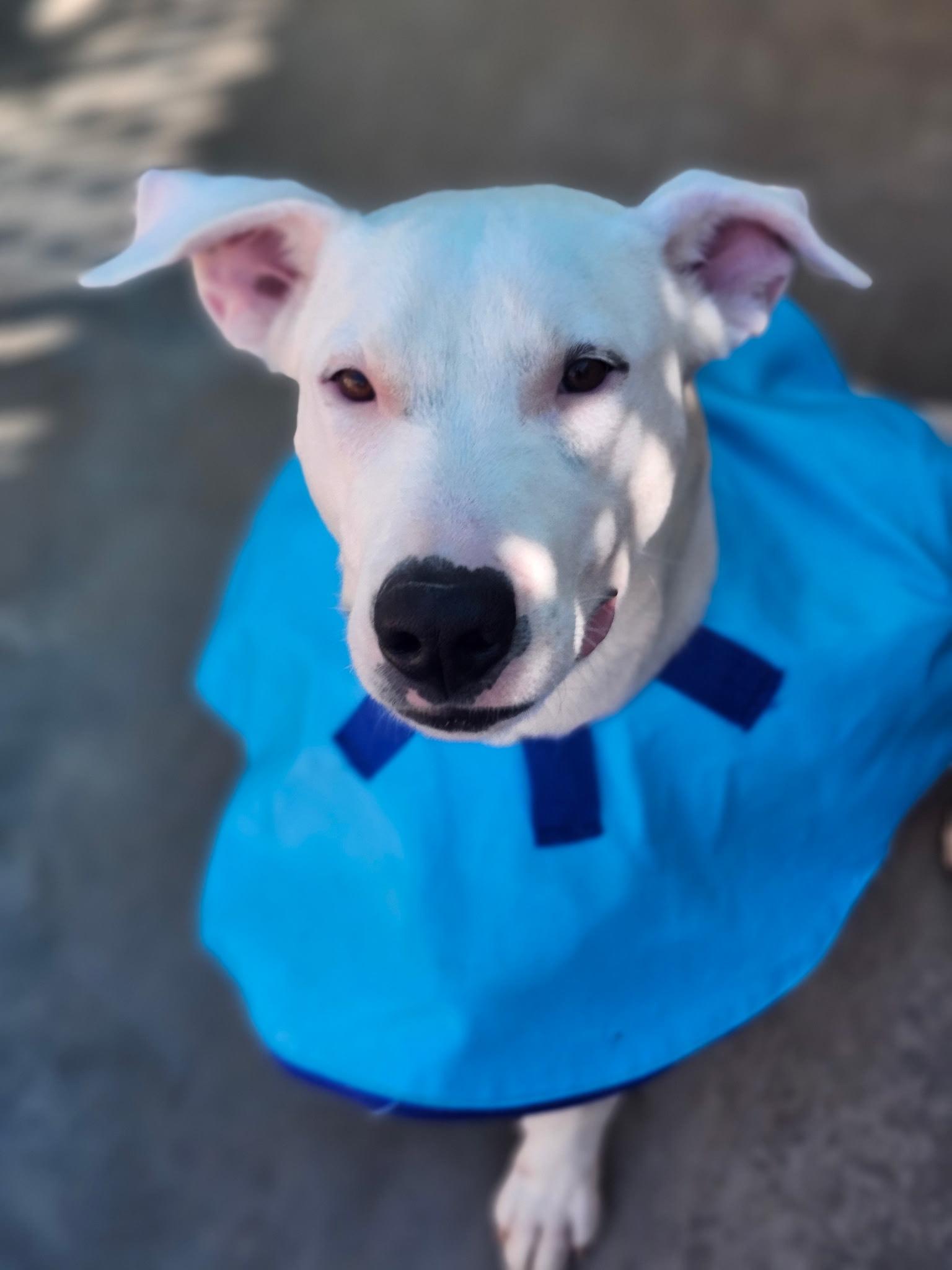 PETEY — thumbnail 2