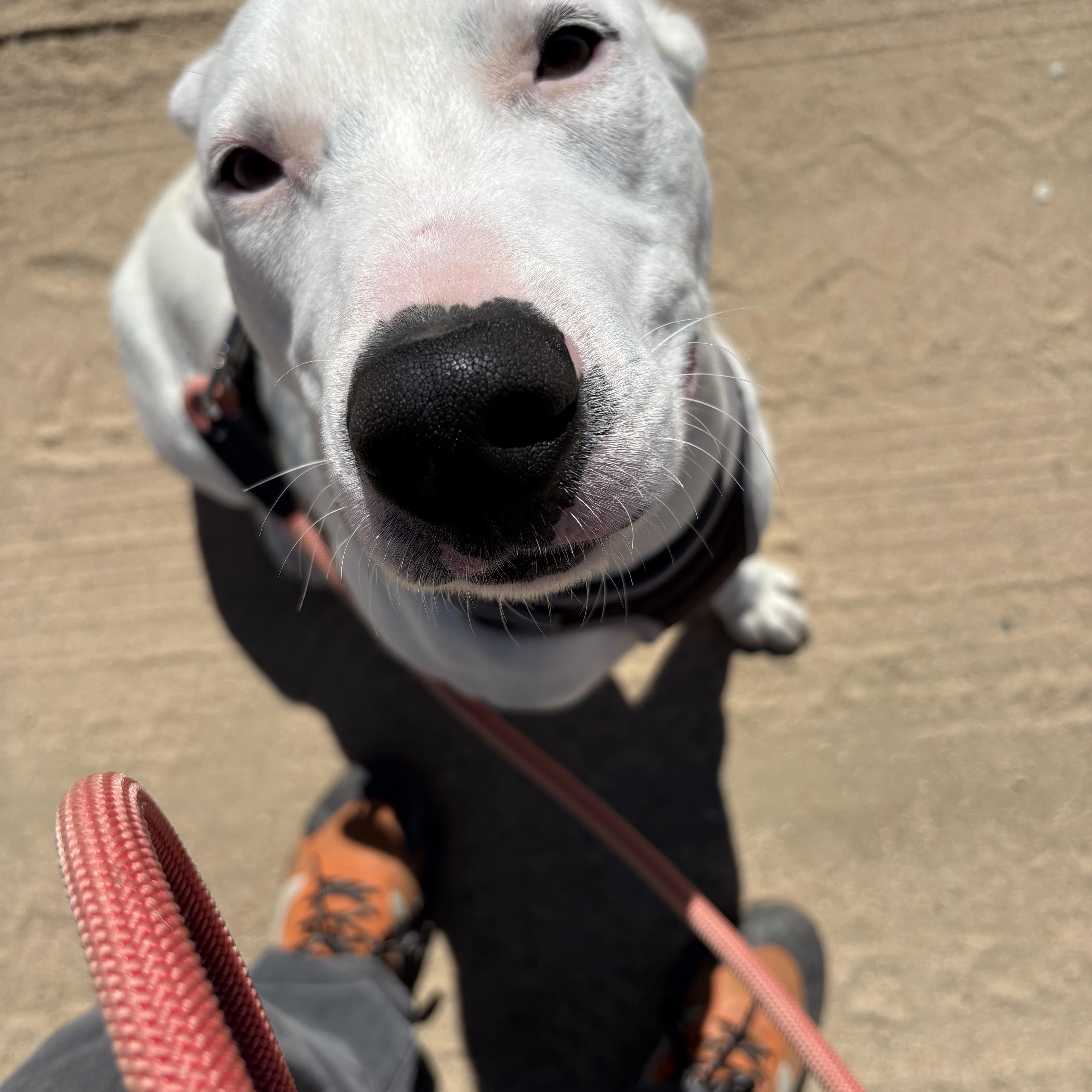 PETEY — thumbnail 3