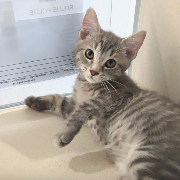 Rollie Pollie — thumbnail 2