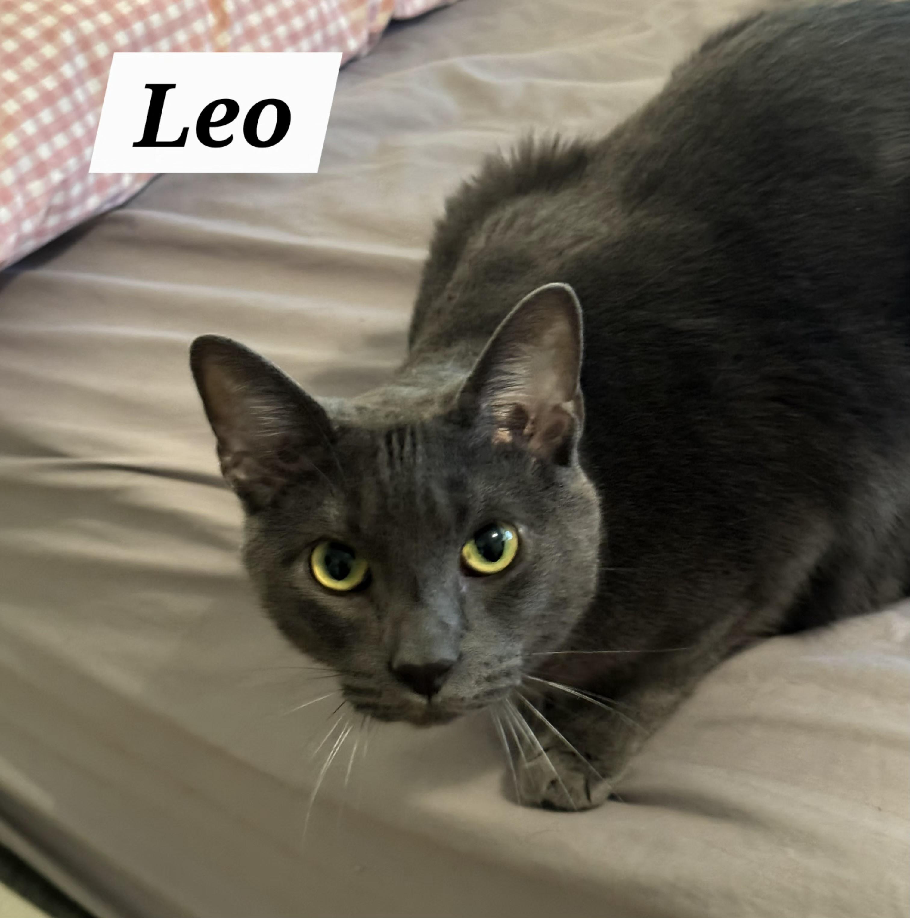 Leo, Adoptable, Adult Male Domestic Short Hair.