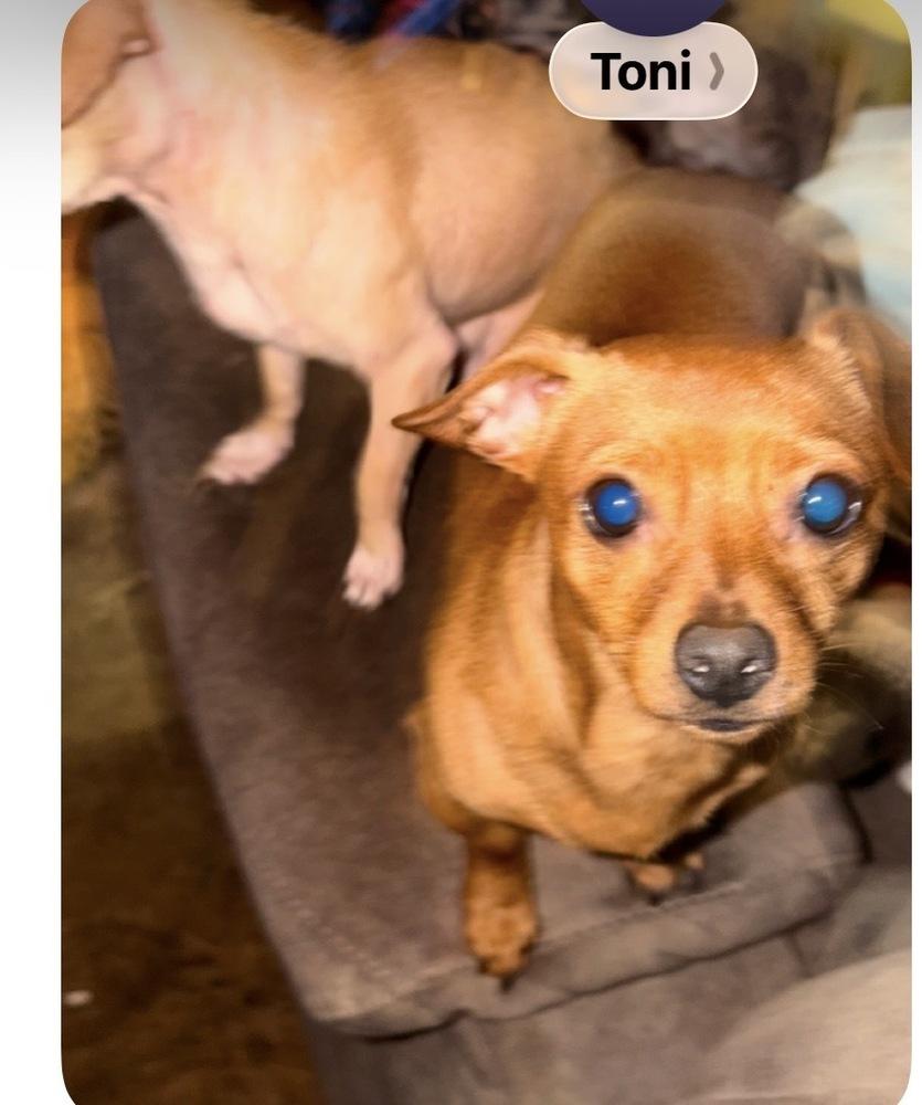 Betty, Adoptable, Puppy Female Chihuahua.