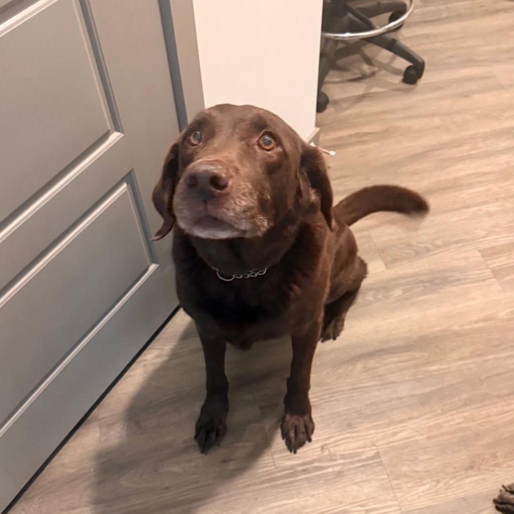 Enlarge MAX not Smokey, a Adoptable Chocolate Labrador Retriever in Enterprise, AL image 1/1