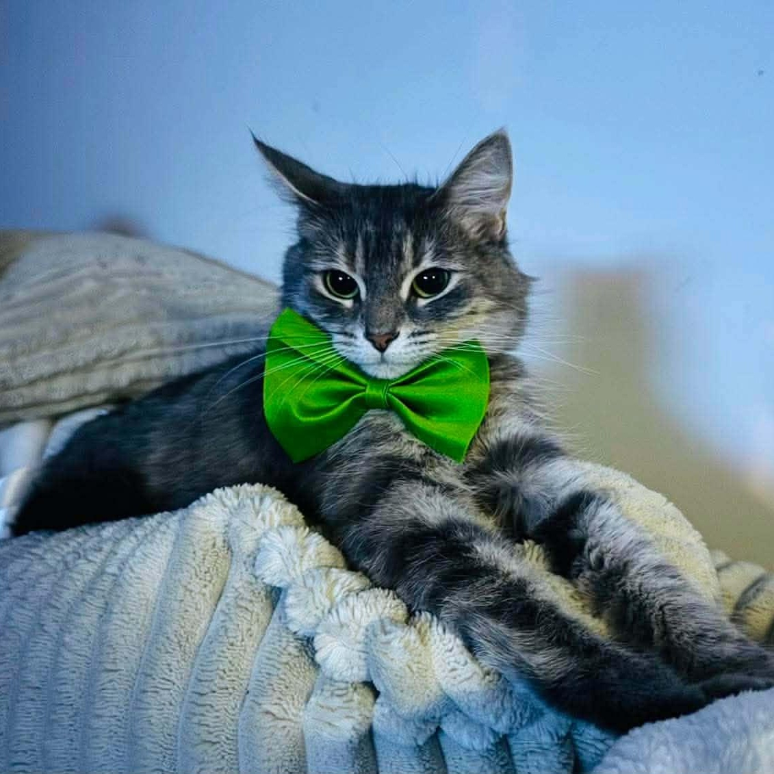 Nina (f) 1 yrs silver tabby/Diluted, an adopted Domestic Short Hair in Ottawa, ON image 1/2