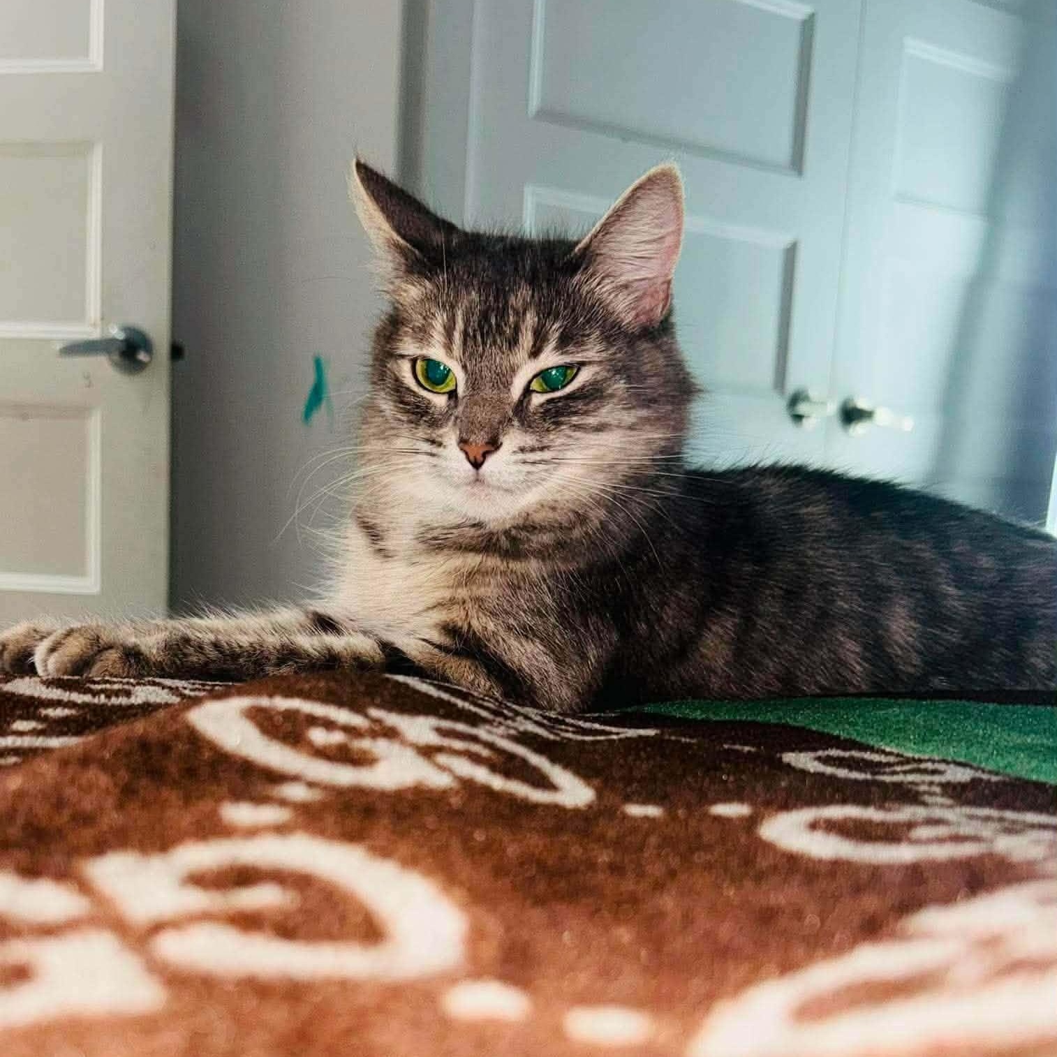 Nina (f) 1 yrs silver tabby/Diluted, an adopted Domestic Short Hair in Ottawa, ON image 2/2