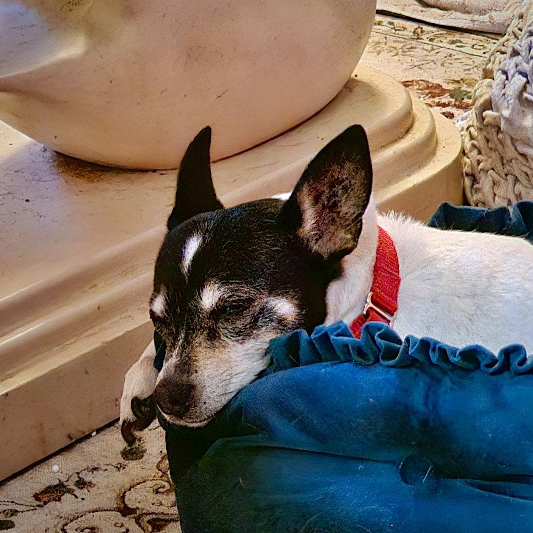 Enlarge Sybil (WA), a Adoptable Rat Terrier in Pullman, WA image 1/3