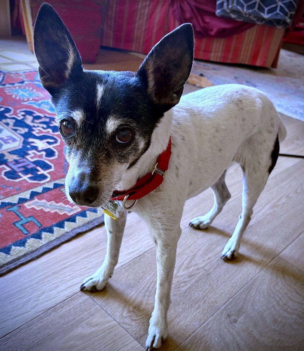 Enlarge Sybil (OR), a Adoptable Rat Terrier in Pullman, WA image 1/3