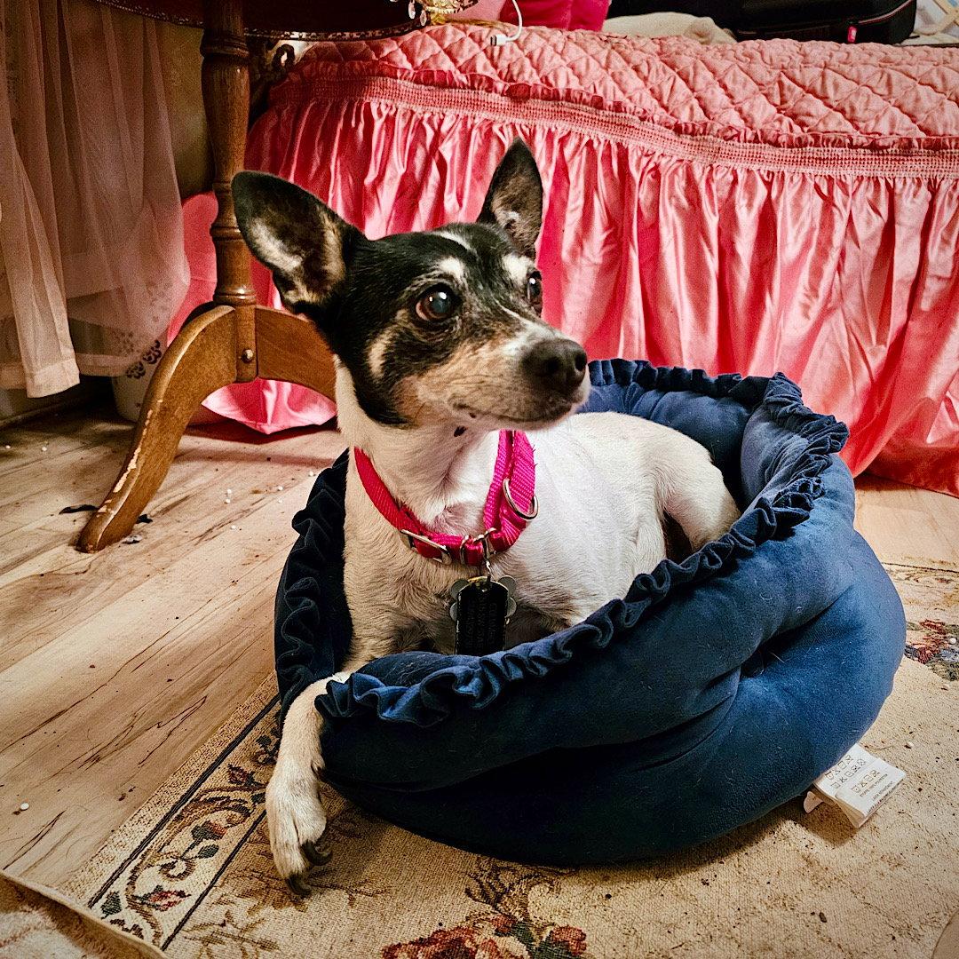 Enlarge Sybil (OR), a Adoptable Rat Terrier in Pullman, WA image 1/3