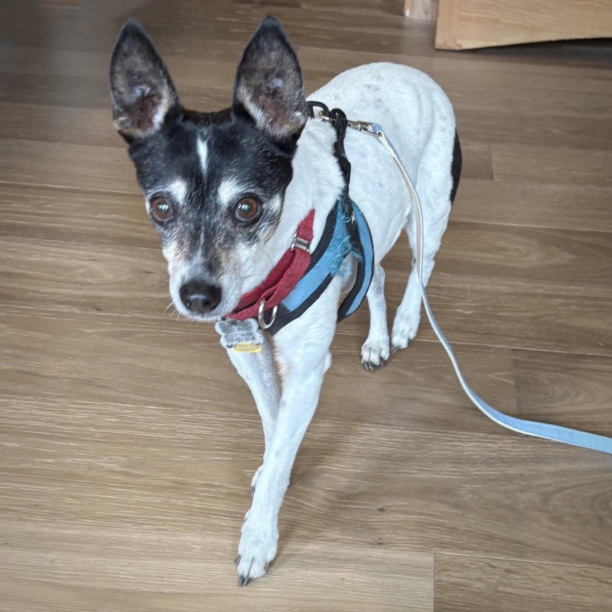 Enlarge Sybil (OR), a Adoptable Rat Terrier in Pullman, WA image 2/3