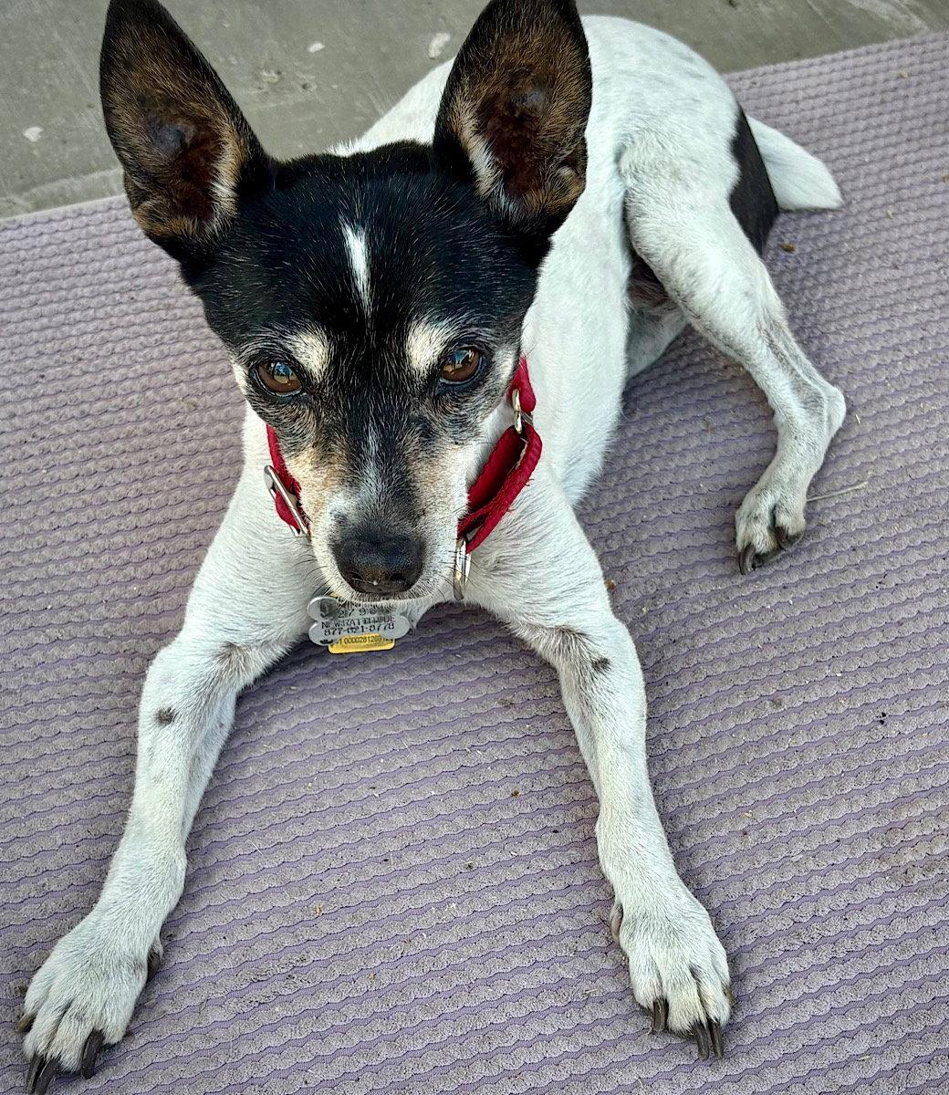 Enlarge Sybil (OR), a Adoptable Rat Terrier in Pullman, WA image 3/3