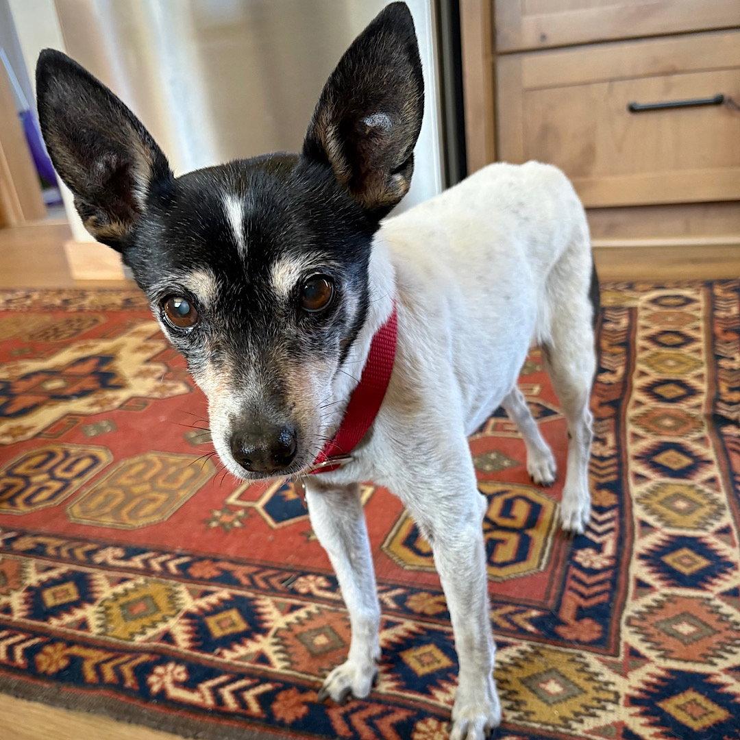 Enlarge Sybil (OR), a Adoptable Rat Terrier in Pullman, WA image 2/3