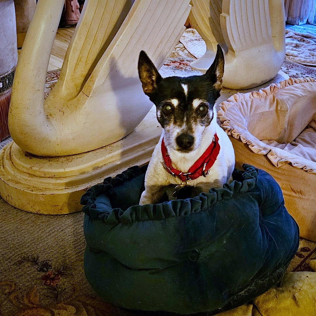 Enlarge Sybil (WA), a Adoptable Rat Terrier in Pullman, WA image 3/3