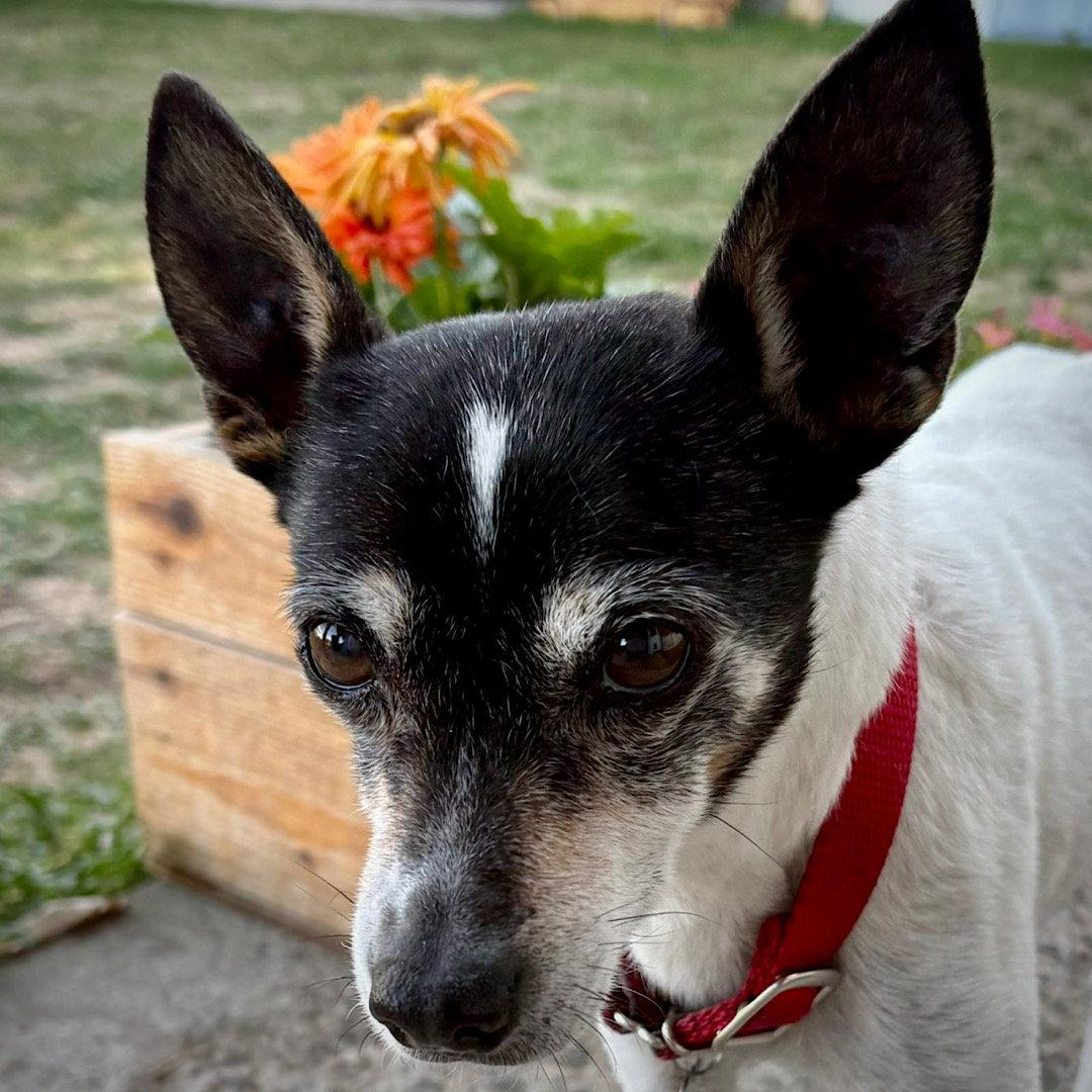 Enlarge Sybil (OR), a Adoptable Rat Terrier in Pullman, WA image 3/3