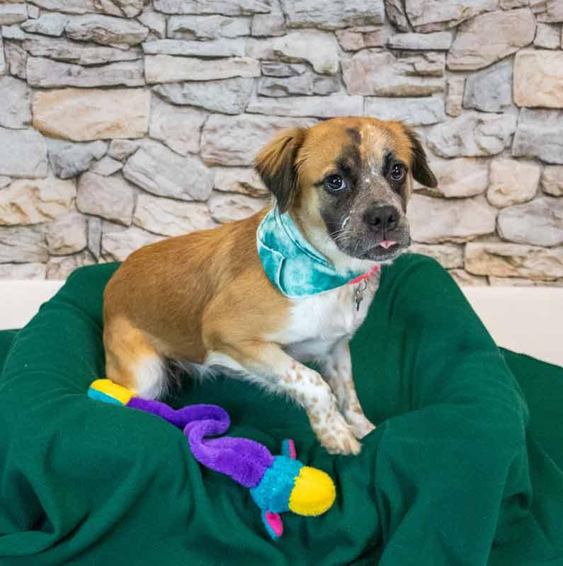 Enlarge Kaelie, a Adoptable mixed breed in Kennesaw, GA image 5/6
